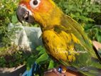 SUN CONURE TAME