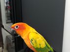 sun conure tame