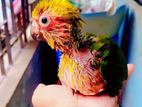 Sun Conure Tame Size Baby