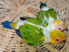 Sun Conure Tame Size Baby