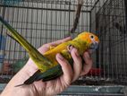 Sun Conure tame size baby