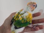 Sun Conure Yellow Dominos Tame Size Baby Per Pice Dam Deya
