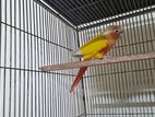 Suncheck conure female