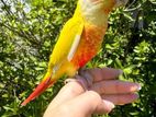 suncheek conure