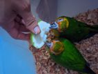 Sunconure Baby