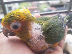 Sunconure baby