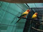 Sunconure Breeding Pair