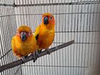 Sunconure