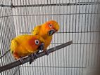 Sunconure