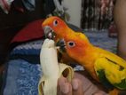 sunconure Full tame