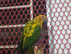 sunconure male