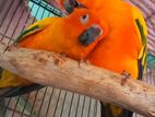 Sunconure Pair (Red Dominent)