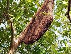 সুন্দারবন এর ১০০% খাটি মধু