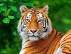 Sundarban Tour Package (3days & 2 nights)