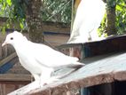 সুন্দর কবুতর জোড়া বিক্রি হবে ।