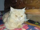 Persian Cat for Sale