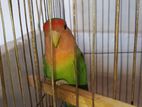 Suoer Tame Love Bird With Harness