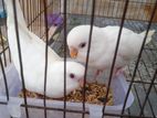 সুপার রেয়ার Albino বাজিগর একজোড়া – কালেকশনের জন্য পারফেক্ট!
