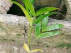 সুপারি চারা বিক্রি