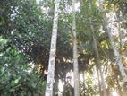 সুপারি গাছ