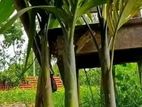 সুপারি গাছের চারা