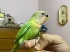 Supar Tem Love Bird
