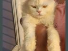 Super Active Male Cat