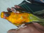 Super flying tamed sun conure
