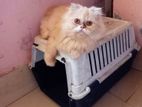 Super quality Scottish halfhold adult female cat