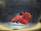 Super red betta fish