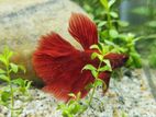 Super Red Betta Fish