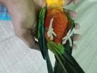 super red factor jhandy conure