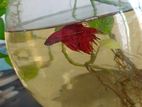 Super Red Rosetail Betta Male & Female Available