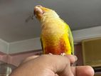 Super Tame Painappale Conure Male