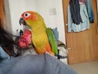 Super tame sun conure