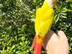 super tame suncheek conure