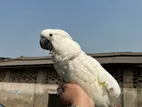 Super Tame Umbrella Cockatoo