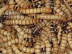 Super Warm | বিটল সুপার ওয়ার্ম পোকা । পোকা, Bitol Puka
