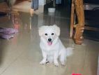 Original jerman spitz