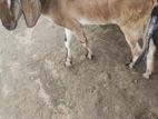 সুস্ত দেশি প্রজাতির ছাগল