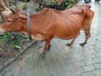 সুস্থ গরু ১০০% গেরান্টি