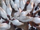 সুস্থ হাঁস বিক্রি করা হবে
