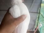 সুস্থ রানিং জোড়া-সিঙ্গেল কবুতর বিক্রি