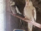সুস্থ সবল একজোড়া ককাটেল পাখি বিক্রি হবে
