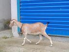 সুস্থ সবল পার্টি ছাগল