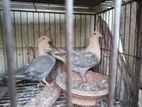 Suwa Chandan Two Baby Pair