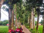 Suzuki Gixxer montone 2020