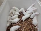 Swiss Albino Mice 19 piece with one box