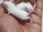 Swiss Albino Mice (Not Rat)High quality