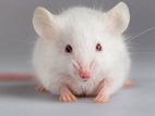 swiss Albino Mice per piece